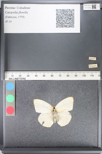 Media type: image;   Entomology 117286